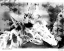 Picture of MODERN BLACK & WHITE GIRAFFE    