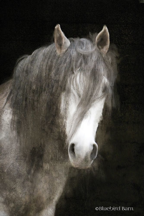 Picture of GYPSY VANNER MYSTIQUE  