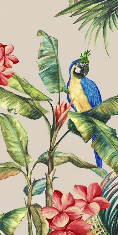 Picture of TROPICANO II 