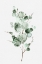 Picture of TENDER SPROUT I