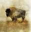 Picture of PEACEFUL BISON II