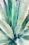 Picture of RUSTIC SUCCULENT II