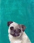 Picture of PUG PUPPY 