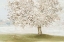 Picture of LANGUAGE OF NATURE