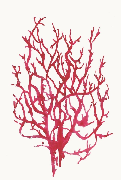 Picture of RED REEF CORAL I 