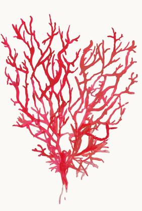 Picture of RED REEF CORAL II 
