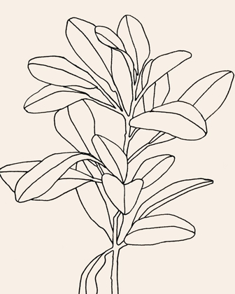 Picture of OLIVE BRANCH CONTOUR II