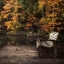 Picture of AUTUMN REST