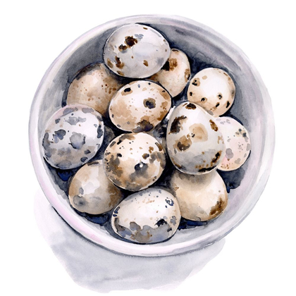 Picture of QUAIL EGG STUDY II