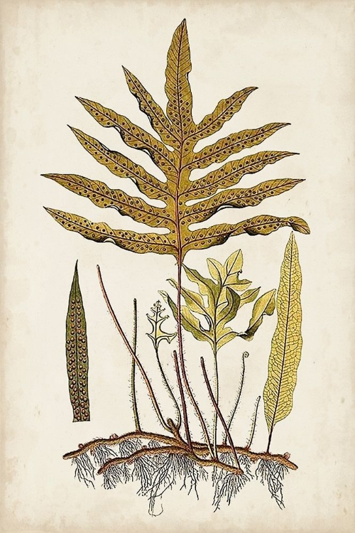 Picture of FERN BOTANICAL I