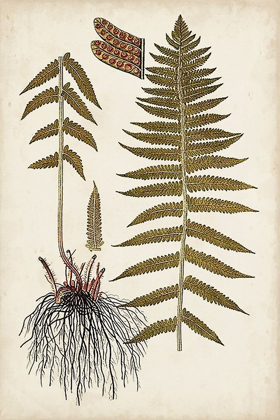 Picture of FERN BOTANICAL V