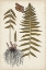 Picture of FERN BOTANICAL V