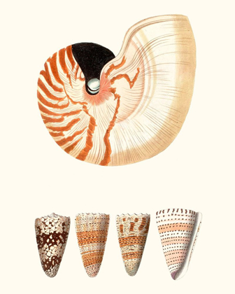Picture of SHELL COLLECTION I