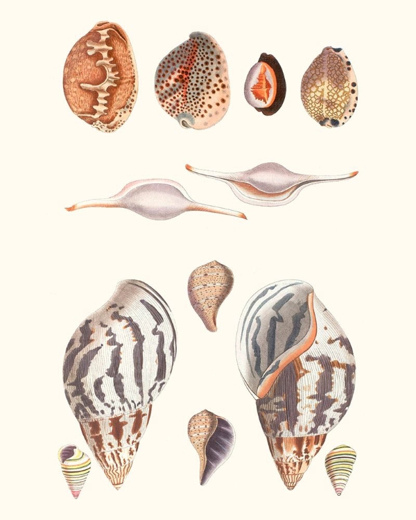 Picture of SHELL COLLECTION II