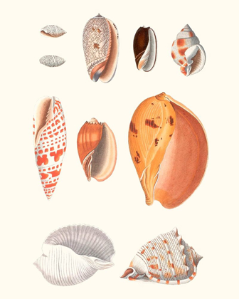 Picture of SHELL COLLECTION III