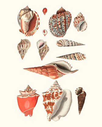 Picture of SHELL COLLECTION IV