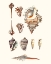 Picture of SHELL COLLECTION V