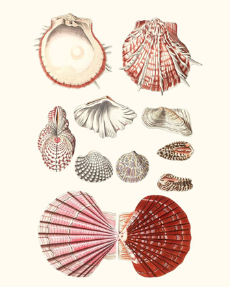Picture of SHELL COLLECTION VI