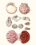 Picture of SHELL COLLECTION VI