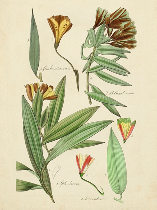 Picture of ANTIQUE BOTANICAL SKETCH III