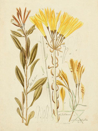 Picture of ANTIQUE BOTANICAL SKETCH IV