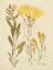 Picture of ANTIQUE BOTANICAL SKETCH IV