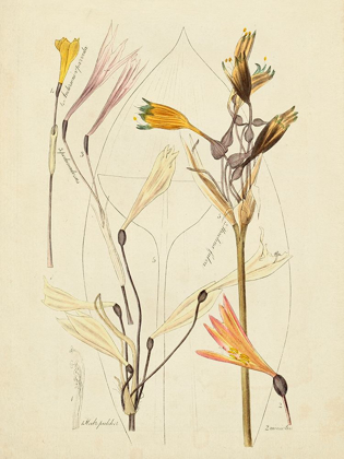 Picture of ANTIQUE BOTANICAL SKETCH VI