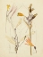 Picture of ANTIQUE BOTANICAL SKETCH VI