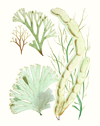 Picture of ANTIQUE SEAWEED COMPOSITION I