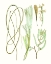 Picture of ANTIQUE SEAWEED COMPOSITION III