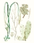 Picture of ANTIQUE SEAWEED COMPOSITION IV