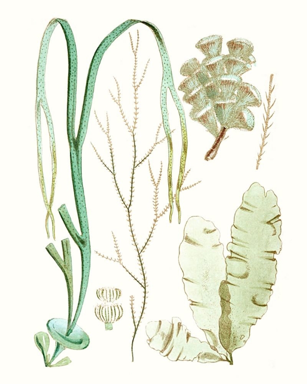 Picture of ANTIQUE SEAWEED COMPOSITION IV