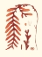 Picture of CORAL SEAWEED II