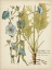 Picture of ELOQUENT BOTANICAL I