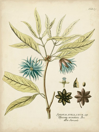 Picture of ELOQUENT BOTANICAL III