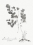 Picture of BOTANICAL IMPRINT I