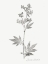 Picture of BOTANICAL IMPRINT II
