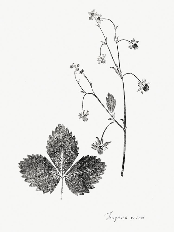 Picture of BOTANICAL IMPRINT IV