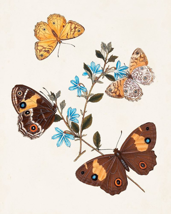Picture of BUTTERFLIES AND MOTHS I