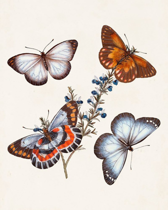 Picture of BUTTERFLIES AND MOTHS III