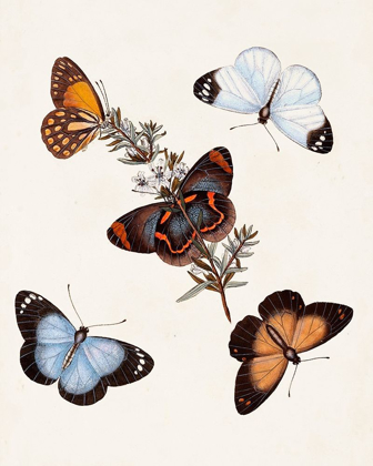 Picture of BUTTERFLIES AND MOTHS IV