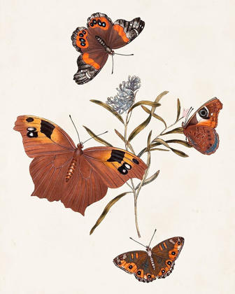 Picture of BUTTERFLIES AND MOTHS VI