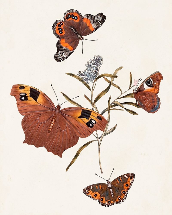 Picture of BUTTERFLIES AND MOTHS VI