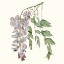 Picture of GRACEFUL BOTANICAL II