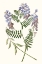 Picture of GRACEFUL BOTANICAL V