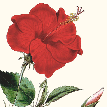 Picture of CROPPED ANTIQUE BOTANICAL I