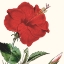 Picture of CROPPED ANTIQUE BOTANICAL I