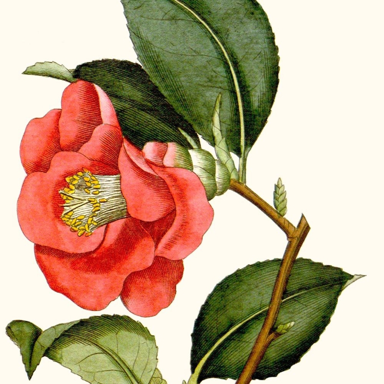 Picture of CROPPED ANTIQUE BOTANICAL III