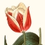 Picture of CROPPED ANTIQUE BOTANICAL IV