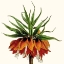 Picture of CROPPED ANTIQUE BOTANICAL V
